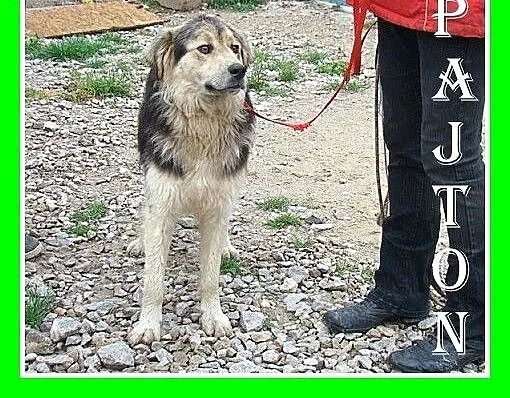 Szpic mix,duży 30 kg,przyjazny,czujny,stróż i przy