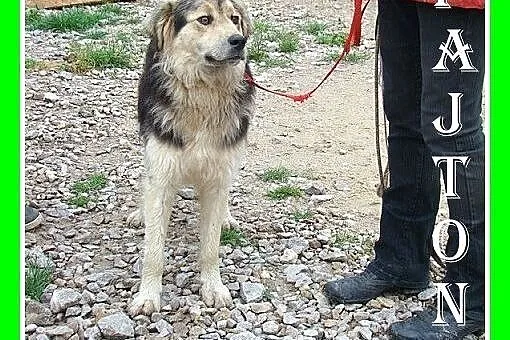 Szpic mix,duży 30 kg,przyjazny,czujny,stróż i przy