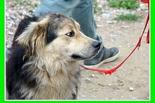 Szpic mix,duży 30 kg,przyjazny,czujny,stróż i przy