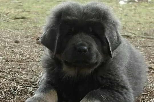 Mastif Tybetański