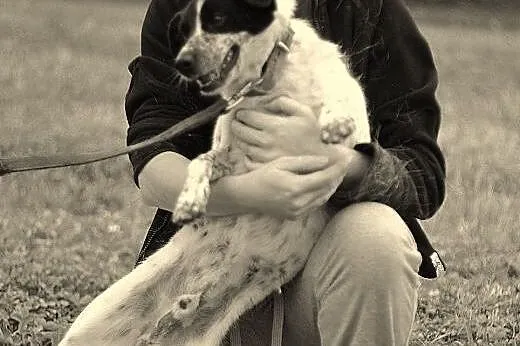 Ciapek- niewielki piesek w typie jack russel na dł