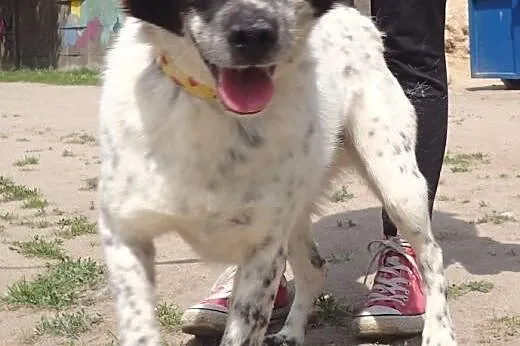 Ciapek- niewielki piesek w typie jack russel na dł