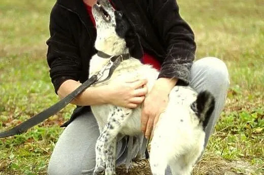 Ciapek- niewielki piesek w typie jack russel na dł