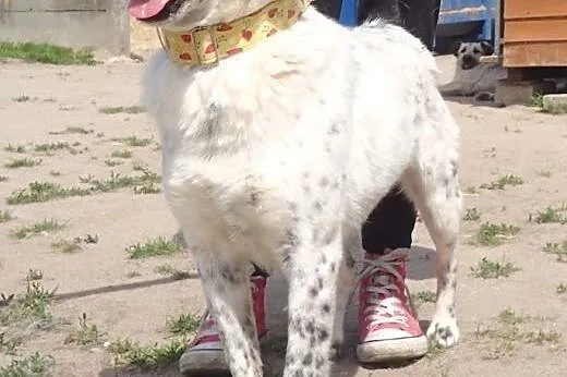Ciapek- niewielki piesek w typie jack russel na dł