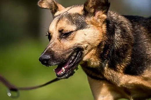 Młody FILIP- poleca się do adopcji!, świętokrzyskie Kielce