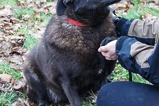 Łagodna i grzeczna Tosia szuka cierpliwego domu!, 