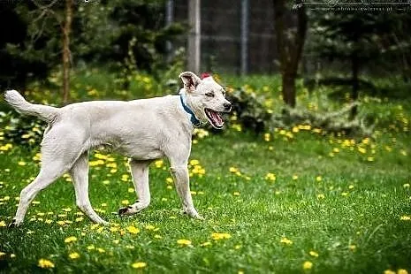 BRYSIU -  BISZKOPTOWY roczny kochany i oddany psia