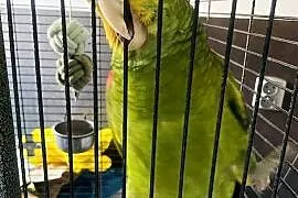Papuga amazonka oratrix