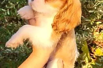 Dwa pieski cavalier King Charlie spaniel
