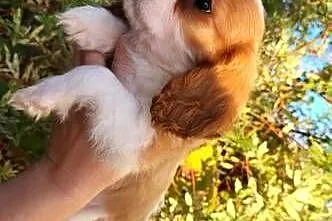 Dwa pieski cavalier King Charlie spaniel, Świętokrzyskie, Kielce