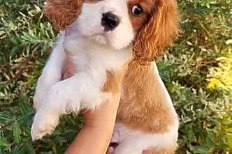 Dwa pieski cavalier King Charlie spaniel, Świętokrzyskie, Kielce