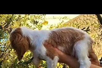 Dwa pieski cavalier King Charlie spaniel, Świętokrzyskie, Kielce