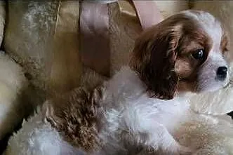 Dwa pieski cavalier King Charlie spaniel, Świętokrzyskie, Kielce