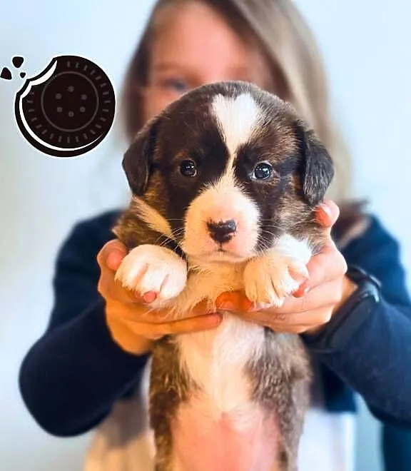 OREO FCI Welsh Corgi Cardigan po Championach_domowa hodowla, Wielkopolskie, Poznań