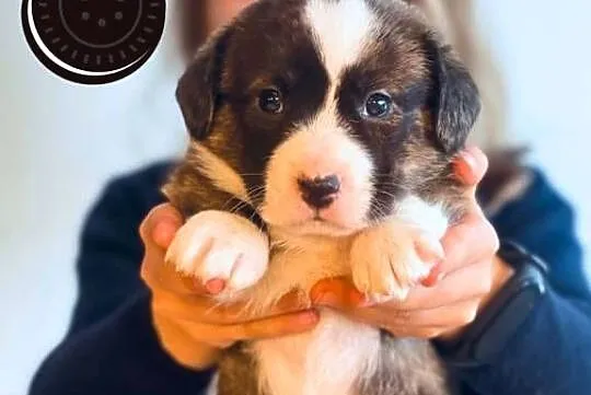 OREO FCI Welsh Corgi Cardigan po Championach_domowa hodowla, Wielkopolskie, Poznań