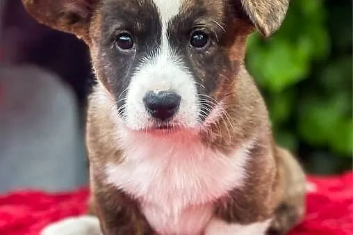 OREO FCI Welsh Corgi Cardigan po Championach_domowa hodowla, Wielkopolskie, Poznań