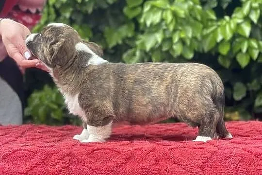 OREO FCI Welsh Corgi Cardigan po Championach_domowa hodowla, Wielkopolskie, Poznań