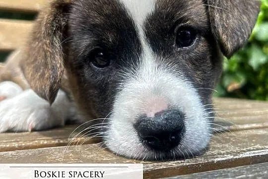 OREO FCI Welsh Corgi Cardigan po Championach_domowa hodowla, Wielkopolskie, Poznań