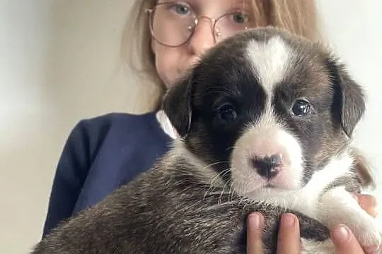OREO FCI Welsh Corgi Cardigan po Championach_domowa hodowla, Wielkopolskie, Poznań