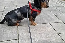 Jamnik długowłosy merle piesek