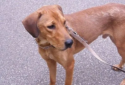 Piękny, młody Pluto - aktywny psiak szuka doświadc