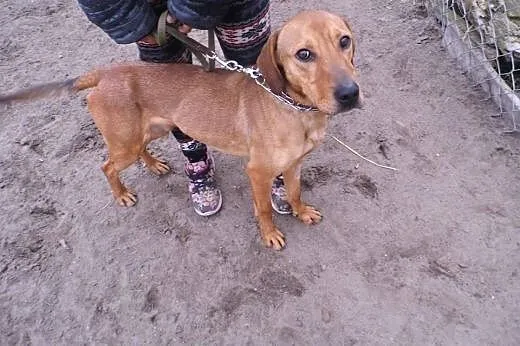 Piękny, młody Pluto - aktywny psiak szuka doświadc
