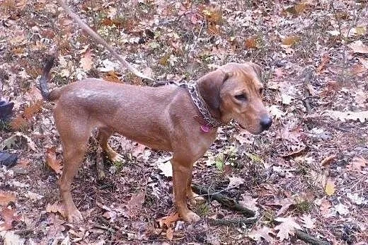 Piękny, młody Pluto - aktywny psiak szuka doświadc