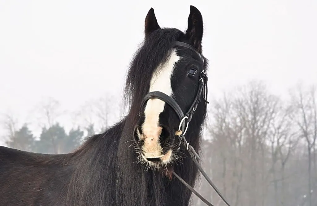 Sprzedam klacz - tinker, ,