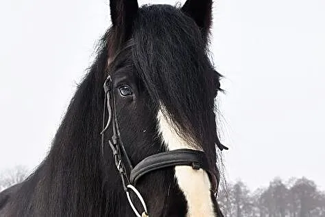 Sprzedam klacz - tinker, , 
