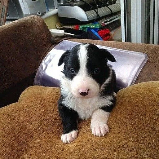 Szczenięta Border Collie, Śląskie, Dąbrowa Górnicza
