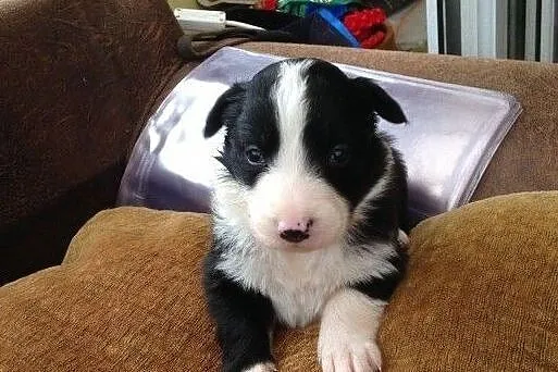 Szczenięta Border Collie, Śląskie, Dąbrowa Górnicza