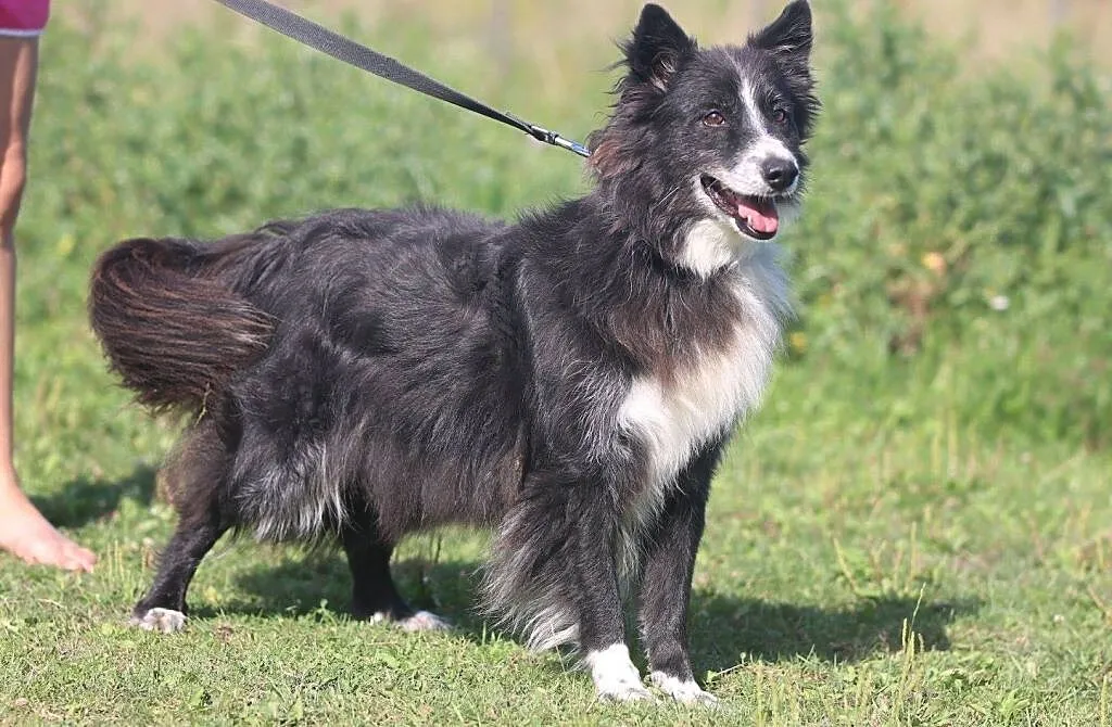 OBI - co to za życie bez psa, adoptuj on Ci szczęście da :), Mazowieckie, Warszawa