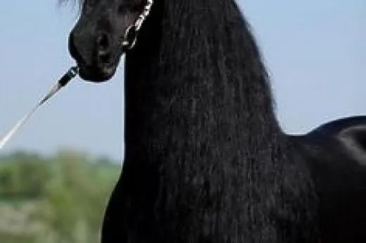 Klacz : Słodkie Frisian konia o adopcję  ,  warmiń