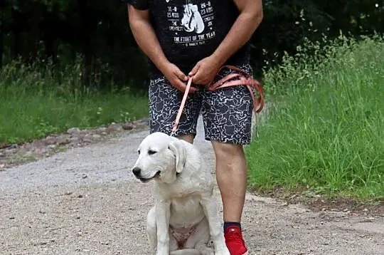 Owczarek środkowoazjatycki, Warmińsko-mazurskie, Olsztyn