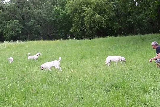 Owczarek środkowoazjatycki, Warmińsko-mazurskie, Olsztyn