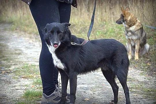 Czaruś – uroczy,kochający dzieci psiak do kochania od zaraz