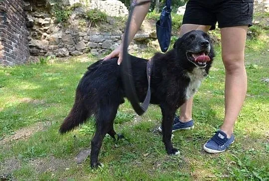Czaruś – uroczy,kochający dzieci psiak do kochania