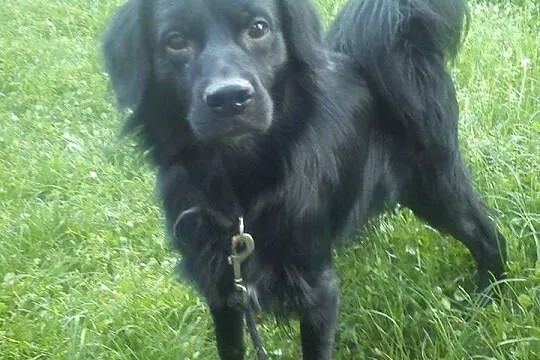 Piękny Rambo na już potrzebuje nowego domu
