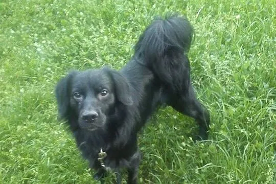 Piękny Rambo na już potrzebuje nowego domu