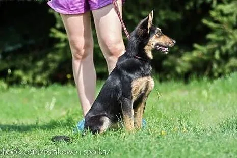Młodziutka, wpatrzona w człowieka Cloe, delikatna 