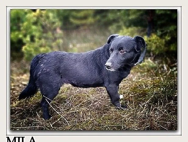 2 letnia,średnia suczka,przyjazna,sterylizowana MILA.Adopcja., Śląskie, Katowice