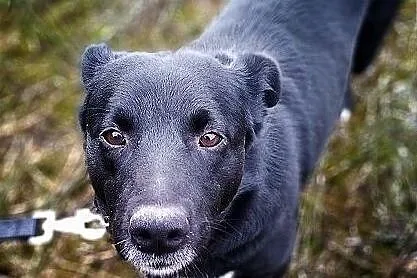 2 letnia,średnia suczka,przyjazna,sterylizowana MILA.Adopcja., Śląskie, Katowice