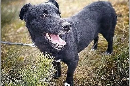 2 letnia,średnia suczka,przyjazna,sterylizowana MILA.Adopcja., Śląskie, Katowice