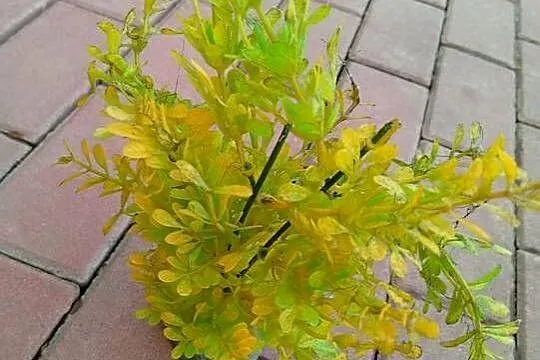 Sprzedam akwarium 60l, Małopolskie, Łososina Dolna
