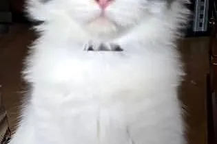 Kocięta mix Maine Coon i Ragdoll