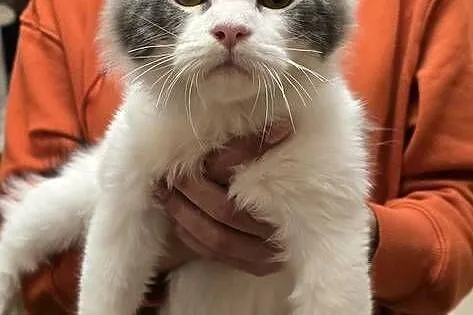 Kocięta mix Maine Coon i Ragdoll, Mazowieckie, Grodzisk Mazowiecki