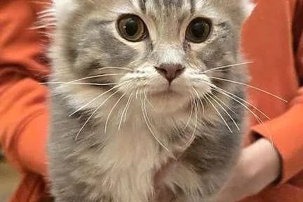 Kocięta mix Maine Coon i Ragdoll, Mazowieckie, Grodzisk Mazowiecki