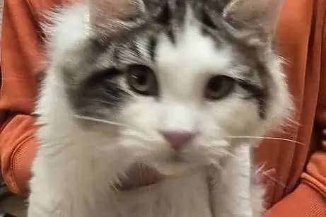 Kocięta mix Maine Coon i Ragdoll, Mazowieckie, Grodzisk Mazowiecki