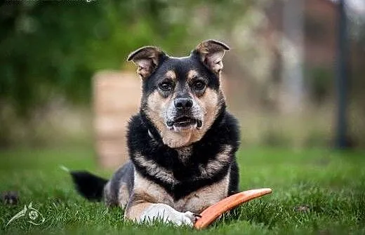 Pokochaj BERCIKA - przy nim każdy smutek znika!,