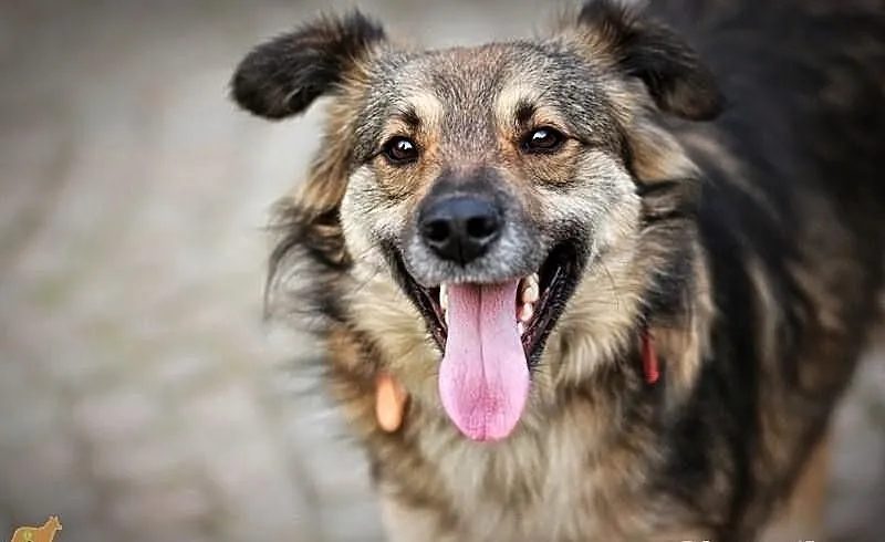 Śliczny, młody, wesoły piesek! Adopcja z Fundacji!
